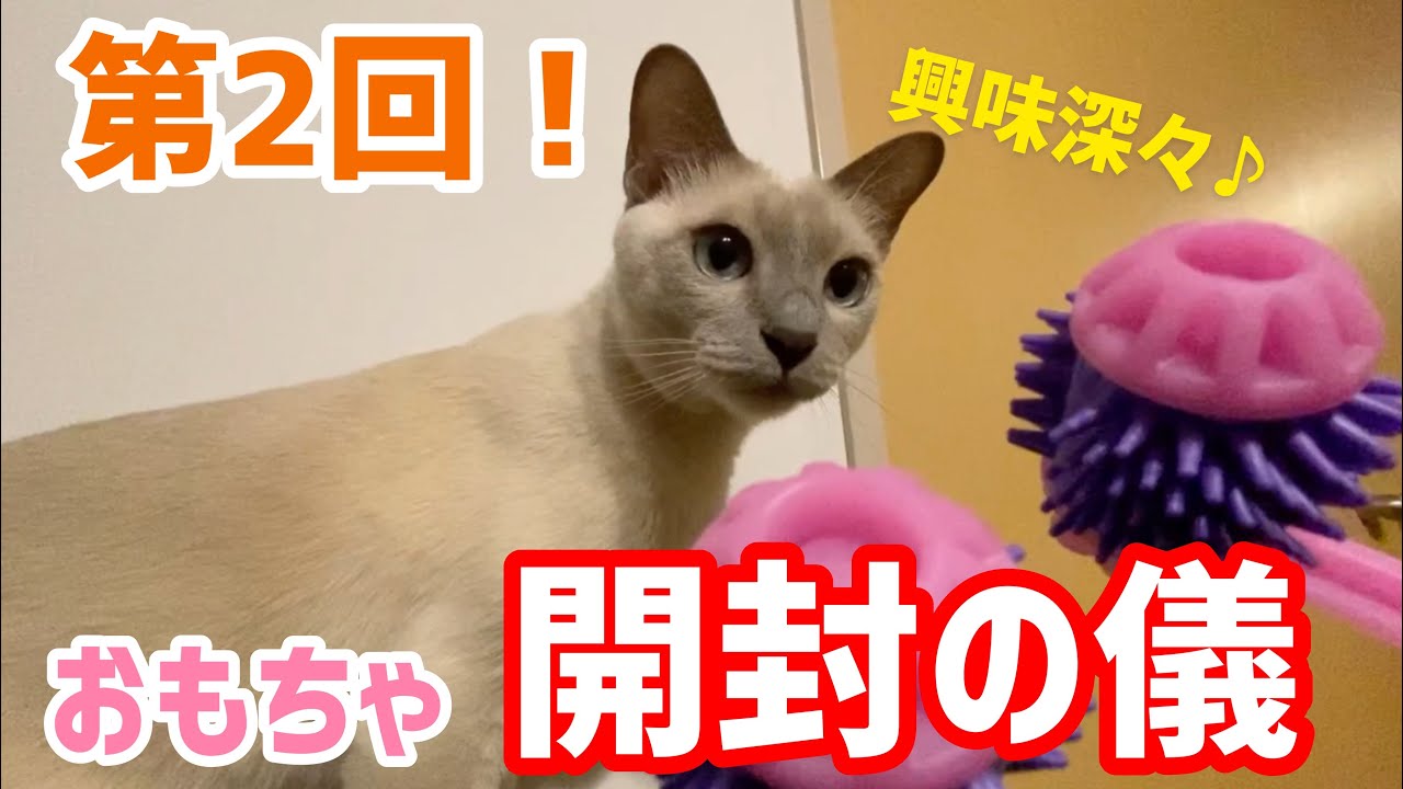 【おもちゃ】第2回！新猫おもちゃ開封の儀！【トンキニーズ】
