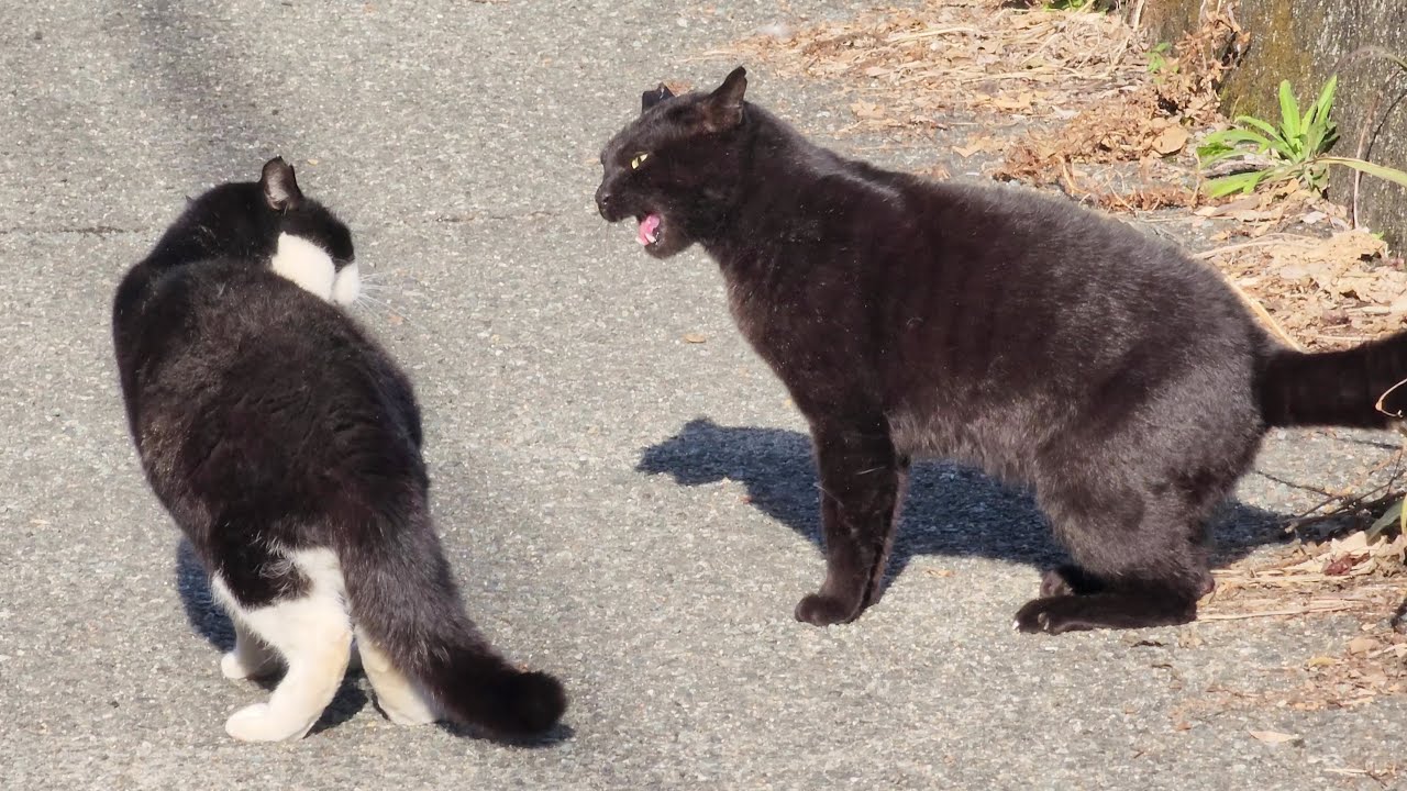 黒猫とハチワレ猫が大喧嘩をしていたので仲裁して引き離した