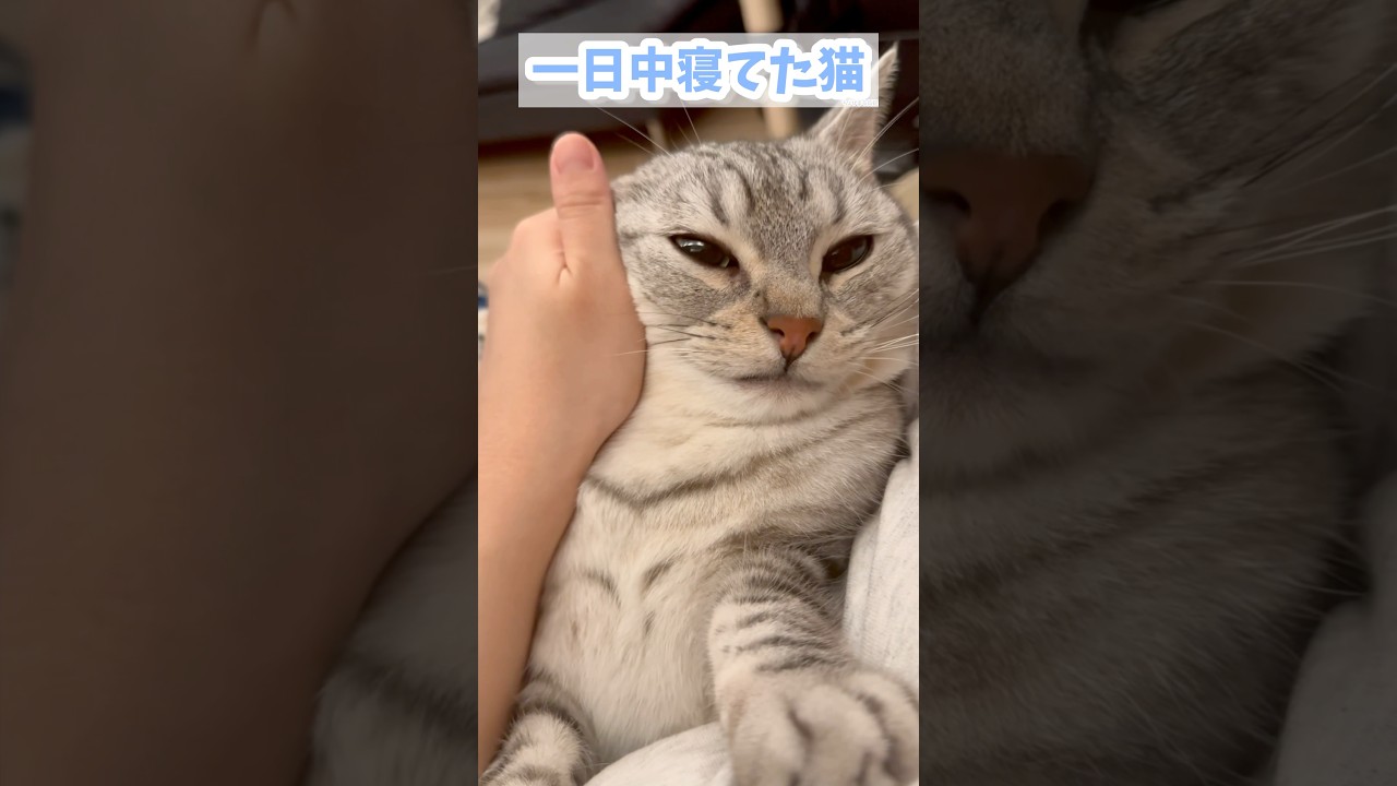 【猫動画】一日中必死に寝てた猫と働くママ #shorts