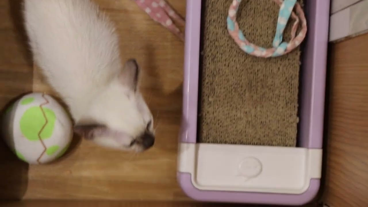 No.61559　トンキニーズ