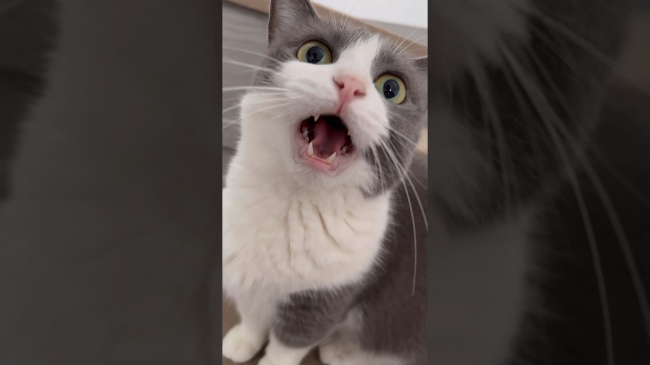 【マンチカン】ごはん食べたい！と呼びに来る猫が可愛い