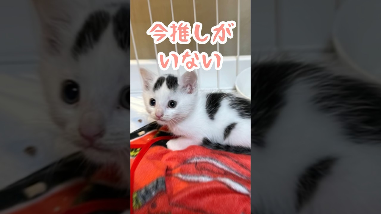 今推しが居ないそこの君！！＃保護＃ねこ