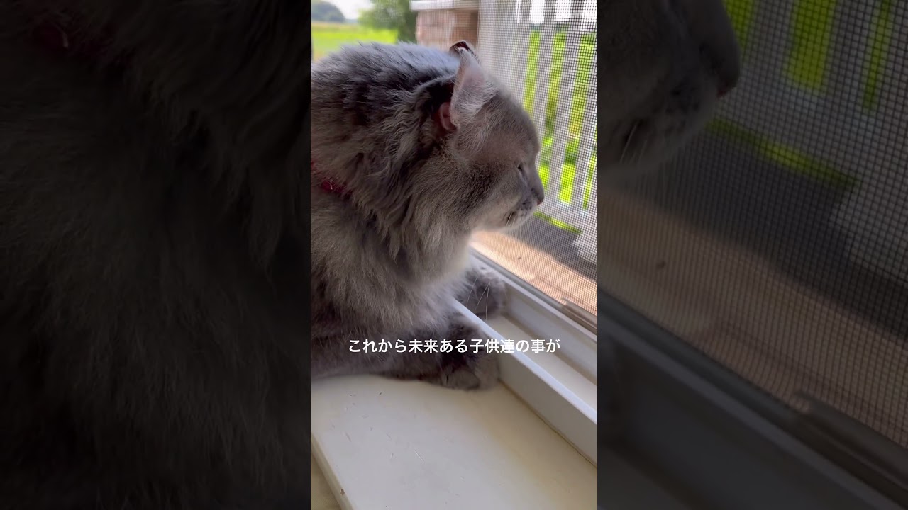 猫動画 #shorts おはようございます #アメリカンカール