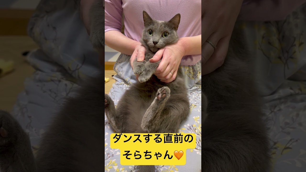 【猫ロシアンブルー】ダンサーそらちゃん❤️本番５秒前‼️#shorts