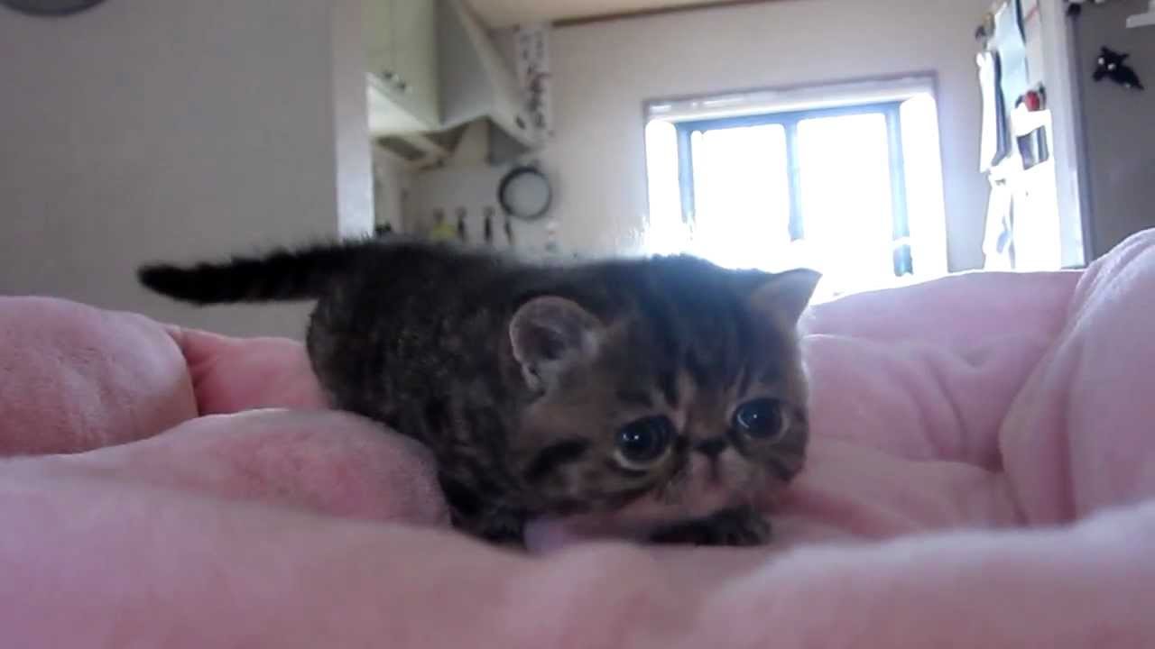 エキゾの子猫ピコラちゃん♡　生後１カ月