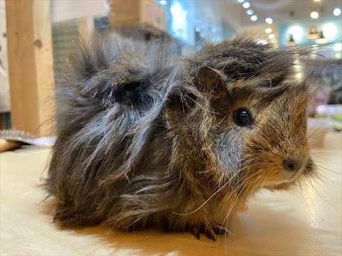 アビシニアンモルモットの女の子が大人っぽくなってきました♪ 　ららぽーと立川立飛店