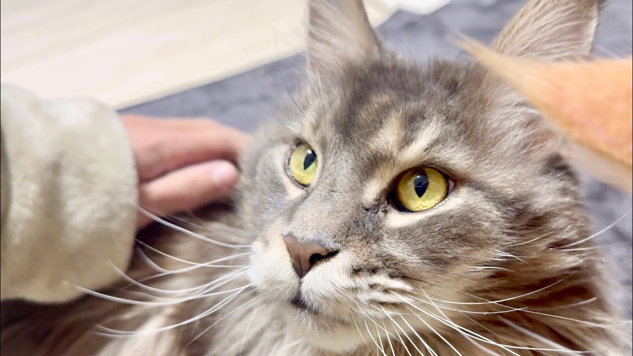 目覚まし猫　660日目　メインクーンのいる生活