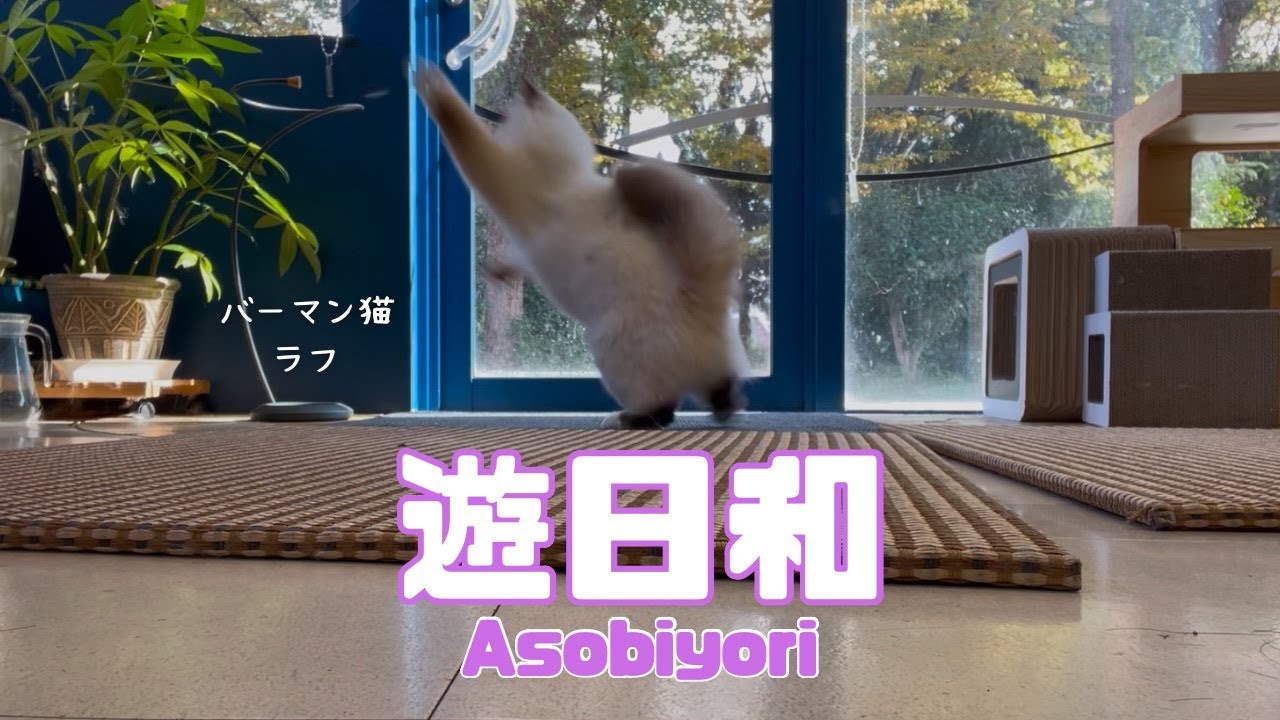 バーマン猫ラフ【遊日和】Asobiyori（バーマン猫）Birman/Cat