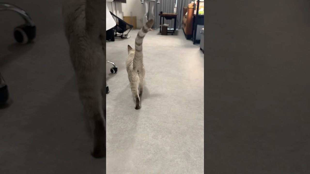 戸惑いながらついてくるねこ　#元保護猫　#シャムトラ　#シャムミックス　#cat #猫耳 #kitten #シャムmix  #子猫 #猫耳