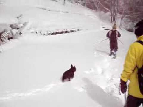 French bulldog ADRIANO　スノーシューで横道逸れてみた編