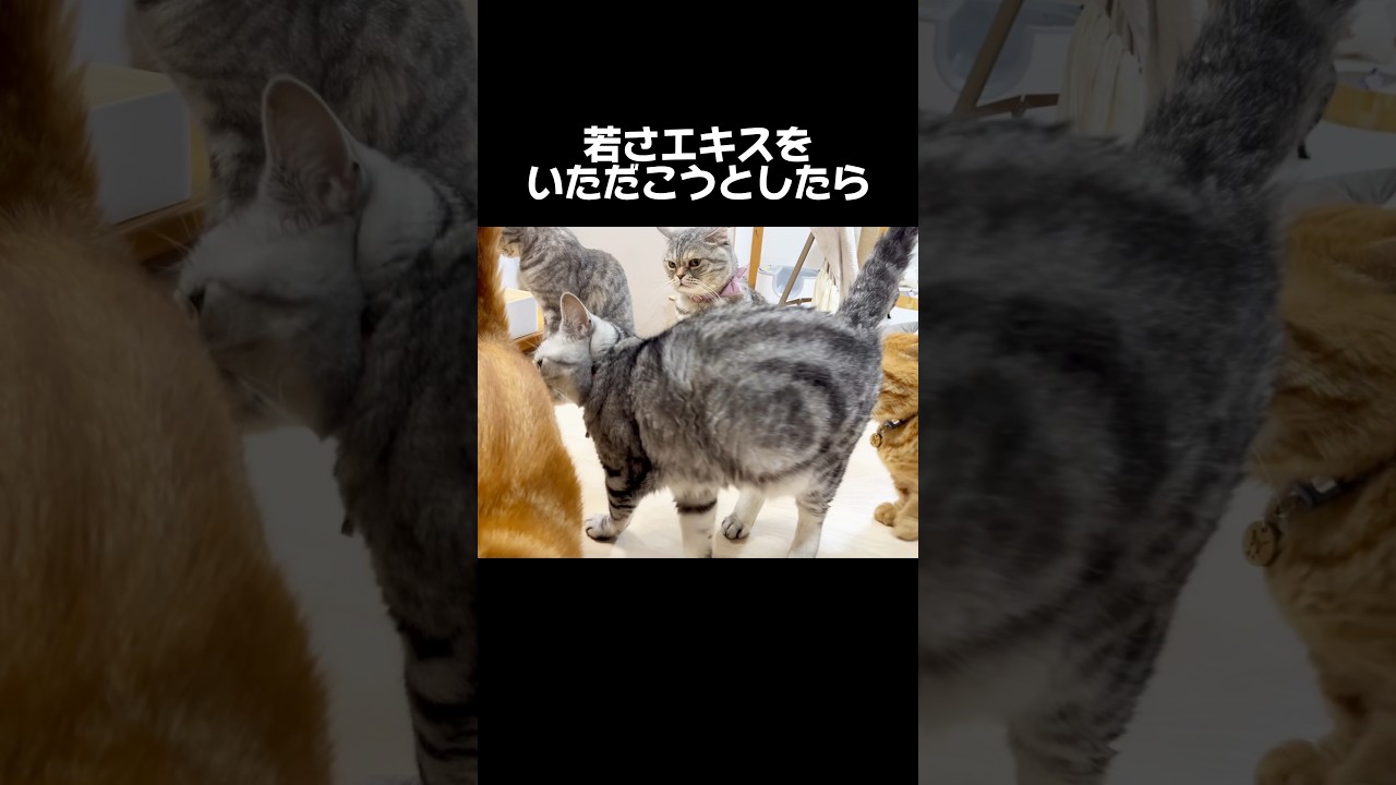 若さエキスをいただこうとしたら... #猫 #アメリカンショートヘア #shorts