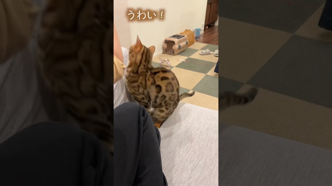 遠くから芸ができるアピールをするいじらしい猫 #ルトロゼ #ベンガル #cat