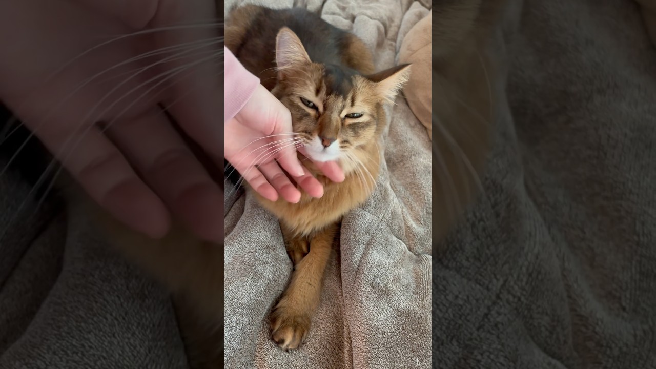 甘えん坊猫がもっと甘えん坊になる季節 #ソマリ #ねこのいる暮らし