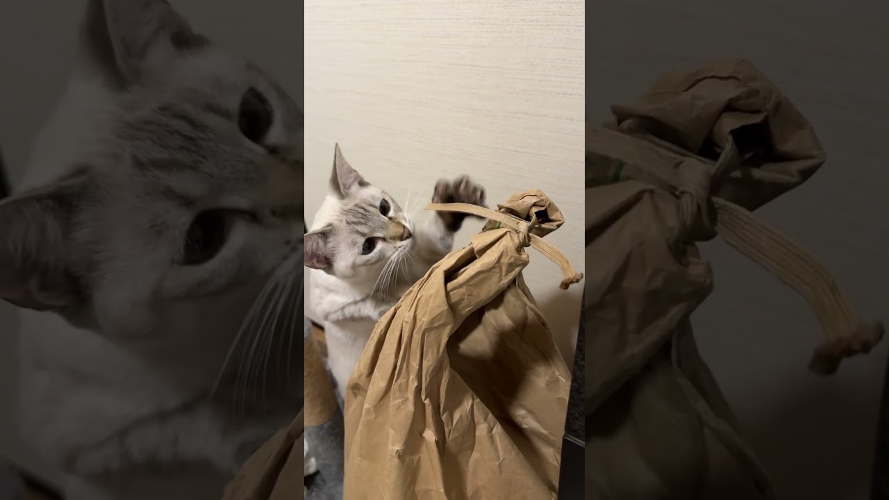 必死に取ろうとするねこ　#元保護猫　#シャムトラ　#シャムミックス　#cat #猫耳 #kitten #シャムmix  #子猫 #猫耳