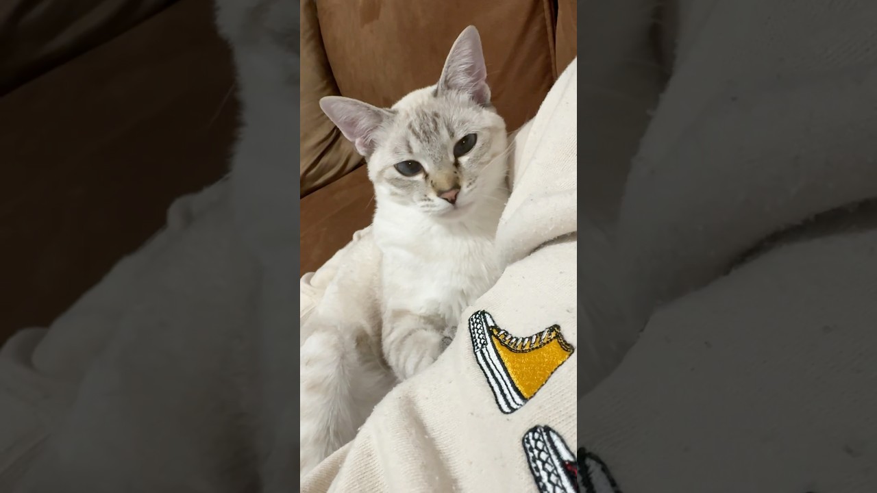 夜のリラックスターイム♪　#元保護猫　#シャムトラ　#シャムミックス　#cat #猫耳 #kitten #シャムmix  #子猫 #猫耳