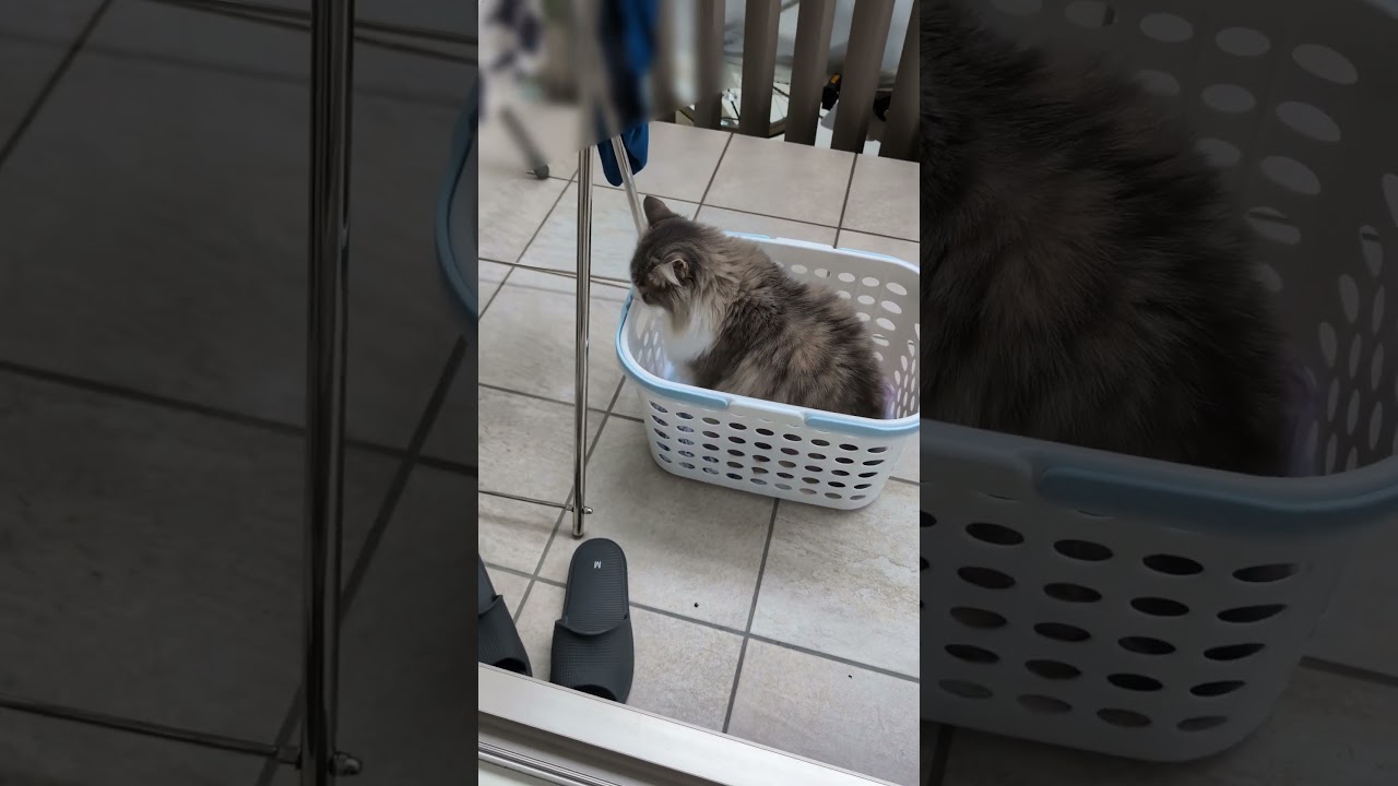 洗濯かごで暖をとる北欧猫【ノルウェージャンフォレストキャット】＃Shorts