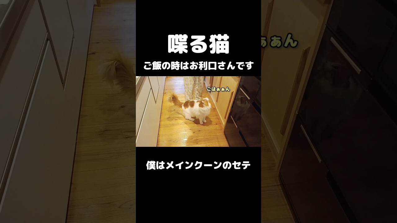 「ごはん」てしゃべる猫 #猫 #猫のいる暮らし #メインクーン #しゃべる猫
