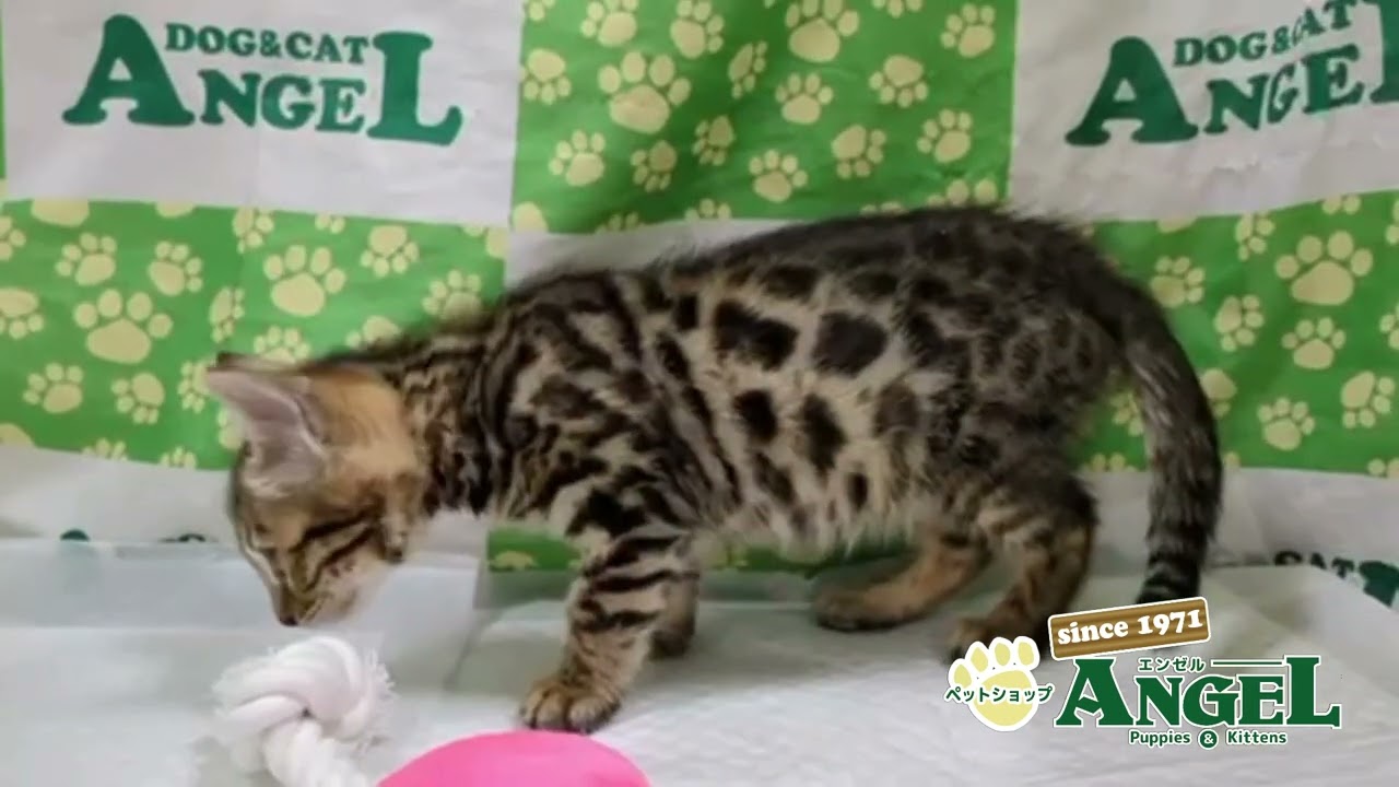ベンガル 2412016 【ペットショップエンゼル　子犬・子猫販売】