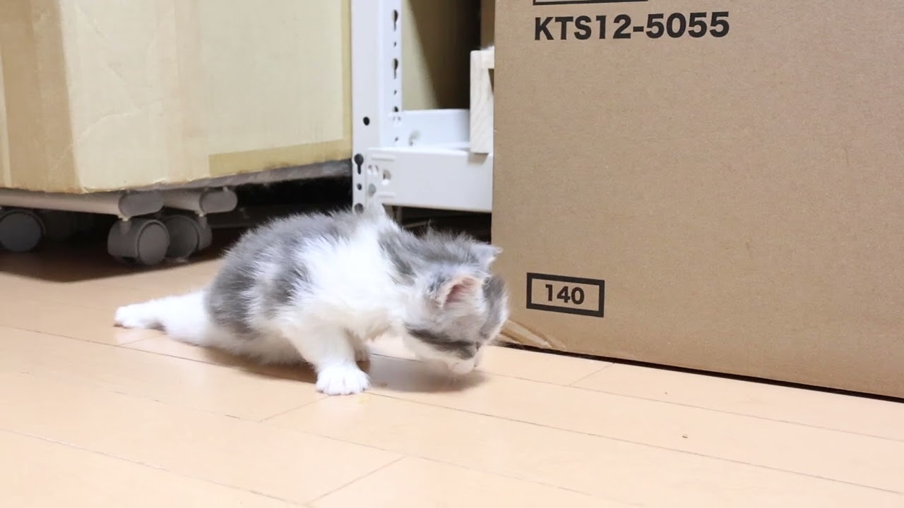 ふっくら可愛いメインクーン子猫ナラちゃん