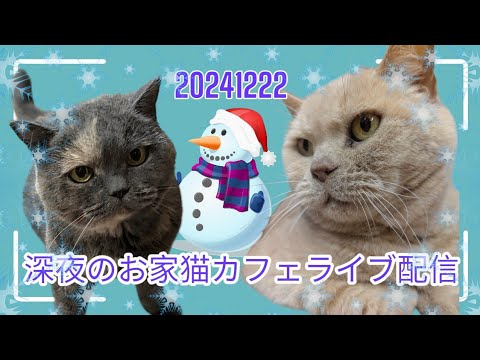 深夜のお家猫カフェライブ配信 266
