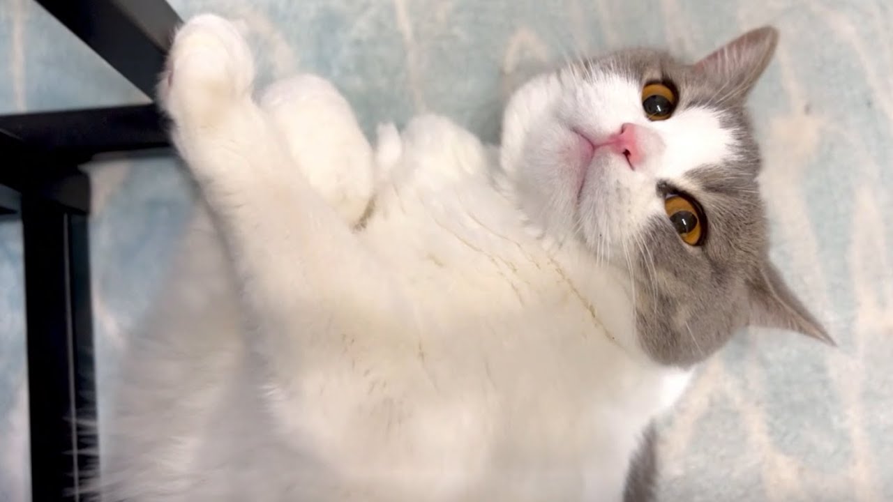 猫のへそ天中のおててが可愛すぎる