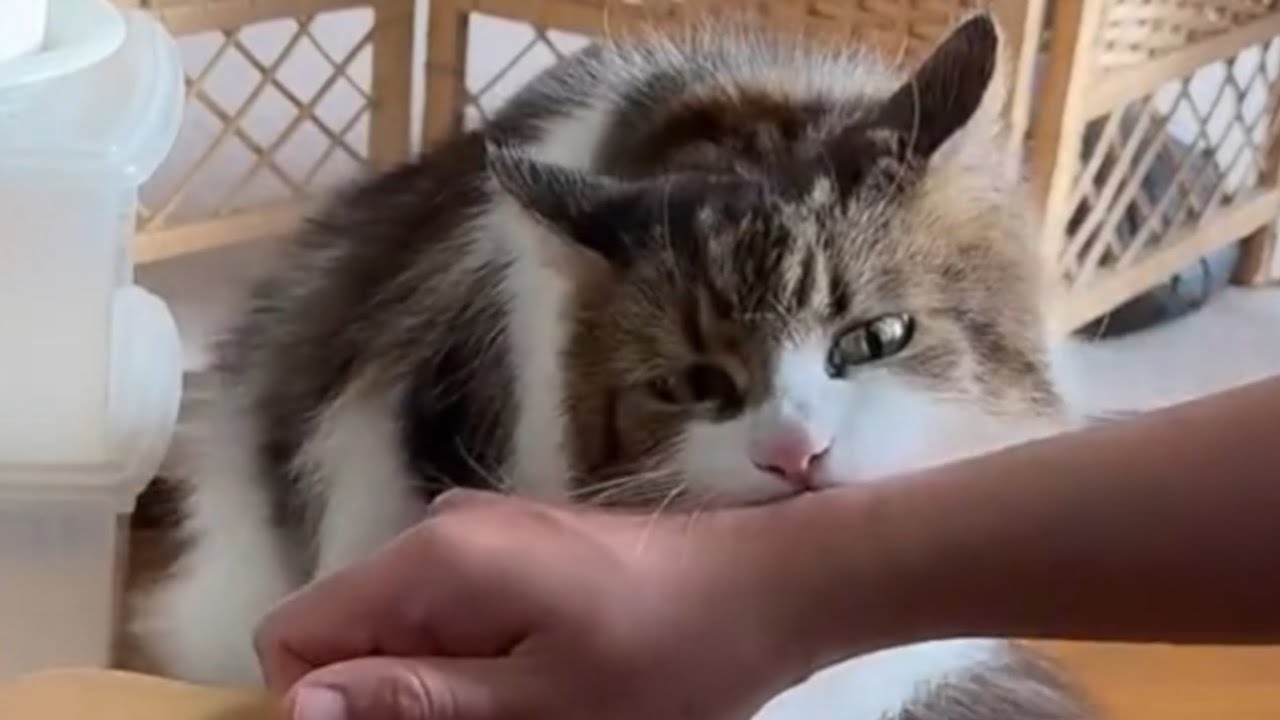 ブラッシングしてたら突然怒る猫/Cat Go nuts when brushed