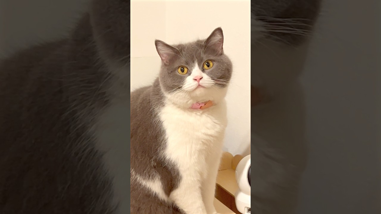 猫はとにかく外へ出たい🐱 #猫 #cat #ブリテッシュショートヘアー #猫のいる暮らし #ねこ #猫動画