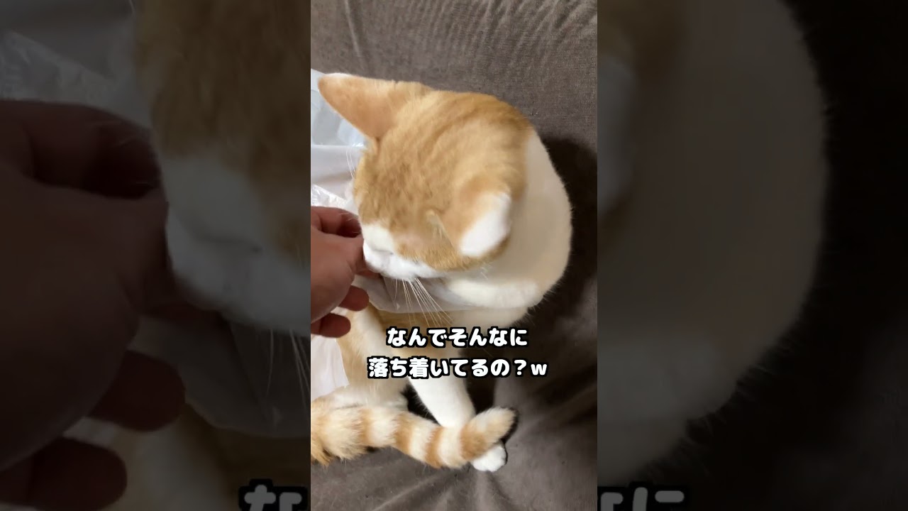 我が家の子猫がおかしい #ネコ #子猫 #保護しました