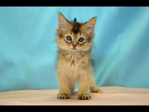 ソマリ　NO.200713　ペットショップ『ヒラマツケンネル』の子猫