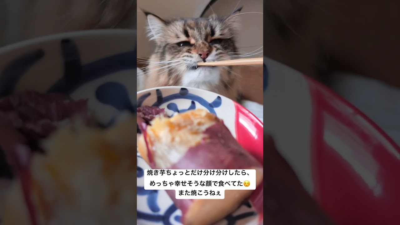 一緒にやきいも🍠#サイベリアン #猫 #やきいも