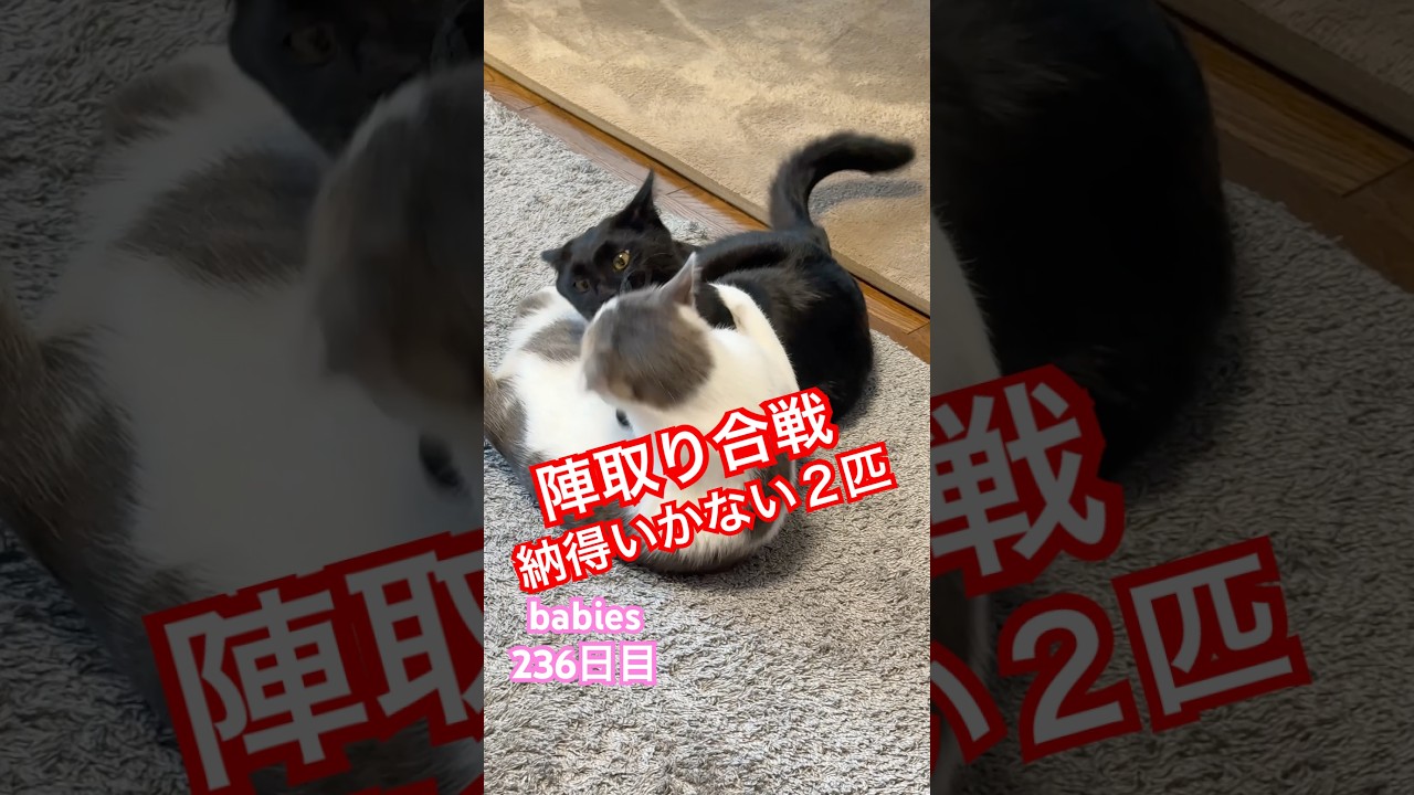 【猫動画】子猫生後236日 昼寝のはずが、なぜかバトルに。#かわいい子猫 #猫のいる暮らし #保護猫 #cat #多頭飼い