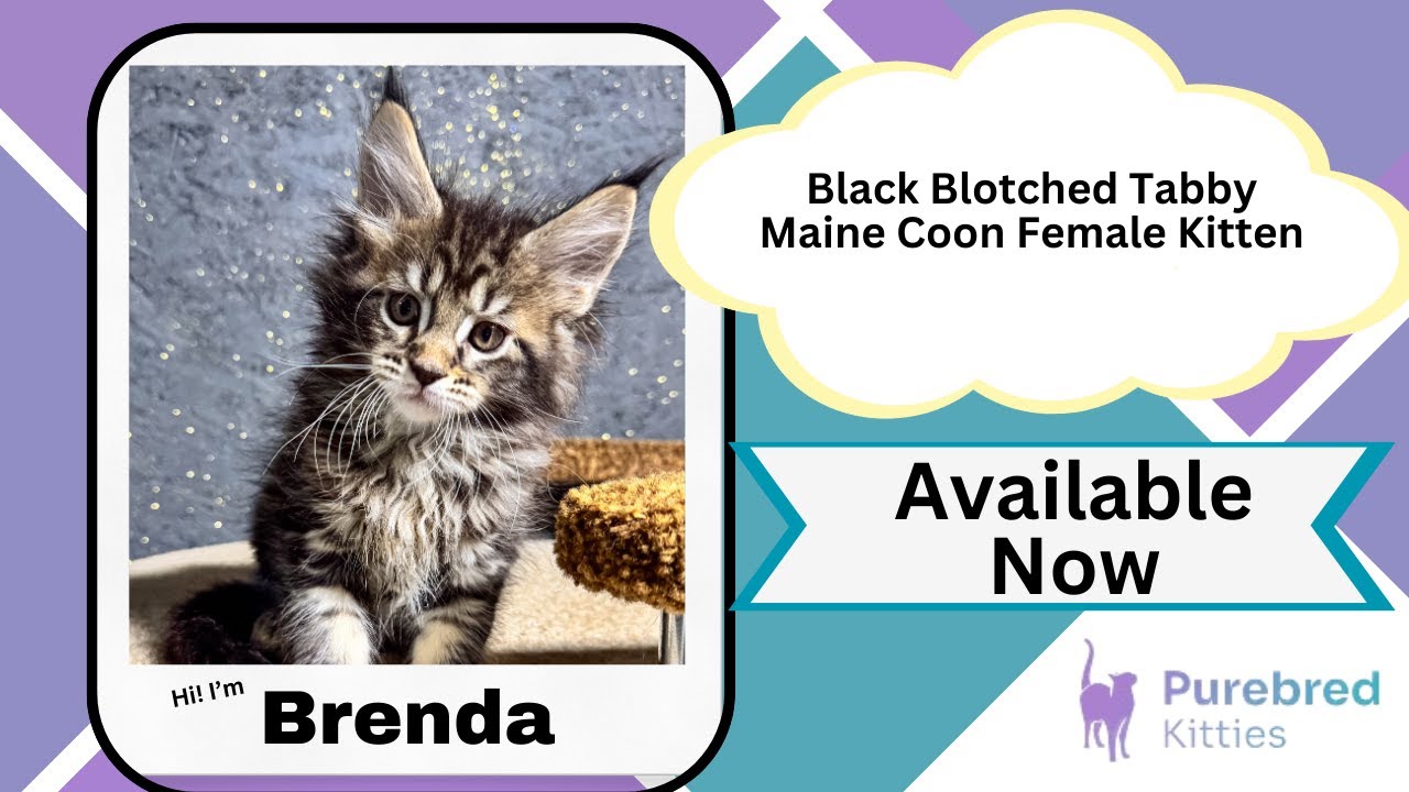 Brenda Black Blotched Tabby Maine Coon Female Kitten Available Now | Purebred Kitties