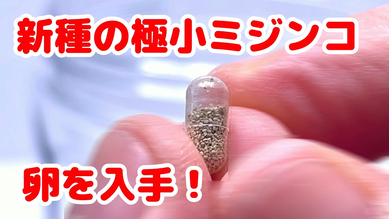 世界最小ミジンコ!? シャムミジンコに挑戦！