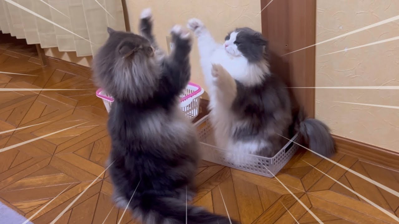 【可愛い🩷】バトルして、まったりして、のんびり暮らすもふ猫たち♡ノルウェージャンフォレストキャットとターキッシュアンゴラ