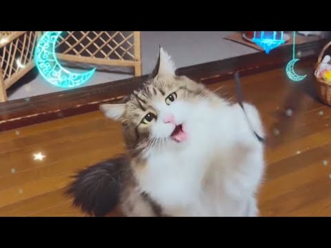 【癒やしHealing】紐遊び中に本能で待ち伏せする猫/Cat instinctively waits in ambush while playing with a string【週末weekend】