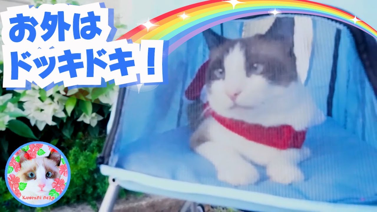 クリスマス・デコを見に行ったスノーシュー猫 Snowshoe cat goes to see Christmas decorations