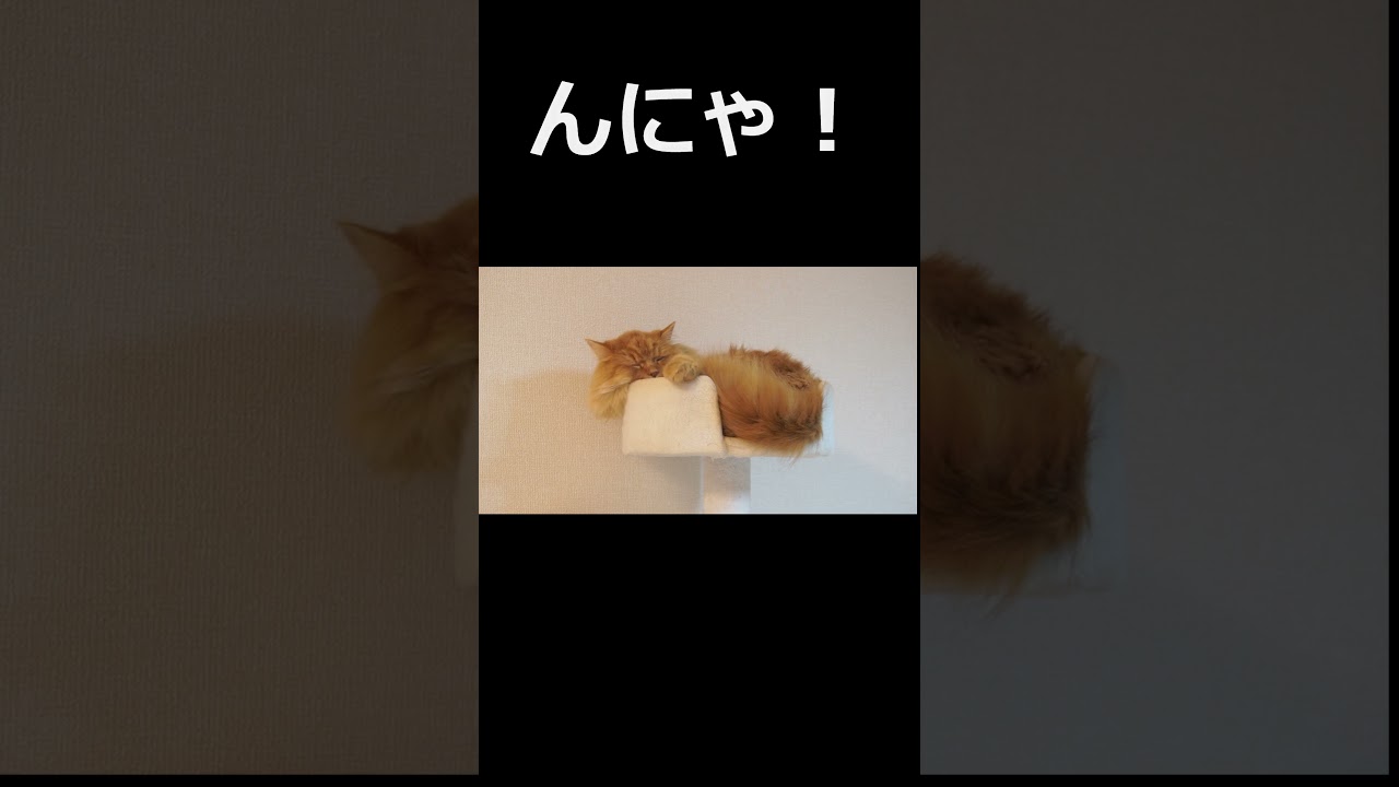 猫の寝顔が可愛いくて天使！#猫 #ねこ #可愛い #ラガマフィン #癒し #猫のいる暮らし #猫好きさんと繋がりたい
