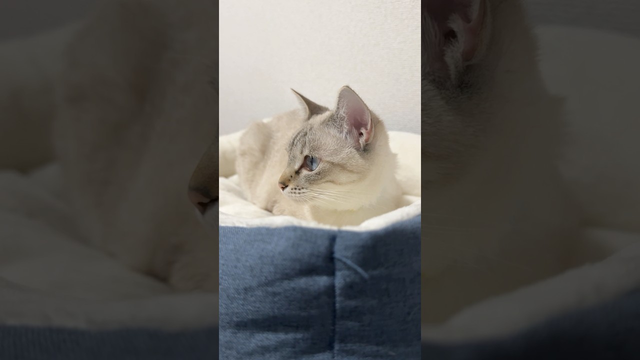 猫専用ベッド！お気に入り確定？　#元保護猫　#シャムトラ　#シャムミックス　#cat #猫耳 #kitten #シャムmix  #子猫 #猫耳