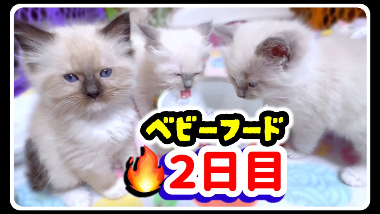 【生後48日目】離乳食２日目🔥子猫の威嚇ww #子猫 #ラグドール #離乳食