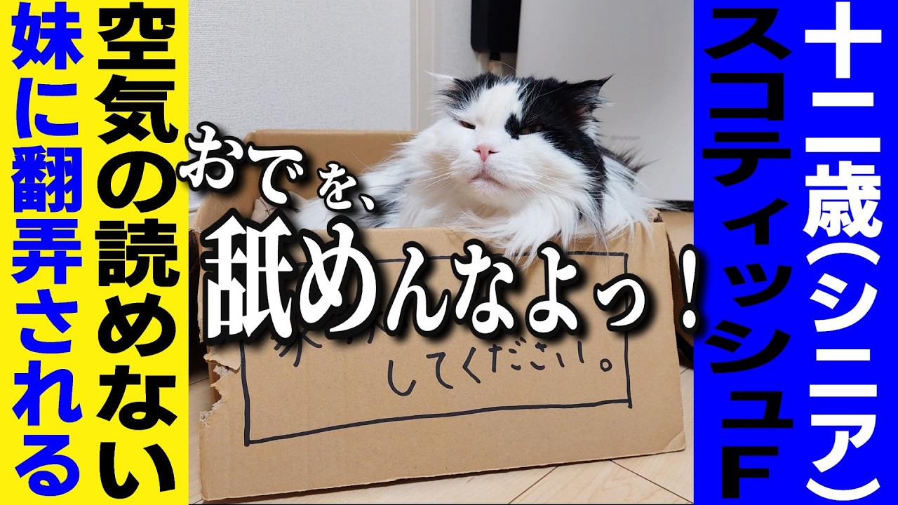 5年前にお迎えした保護猫たちの奇行が、5年後も全く止まりません！どうしましょ！？