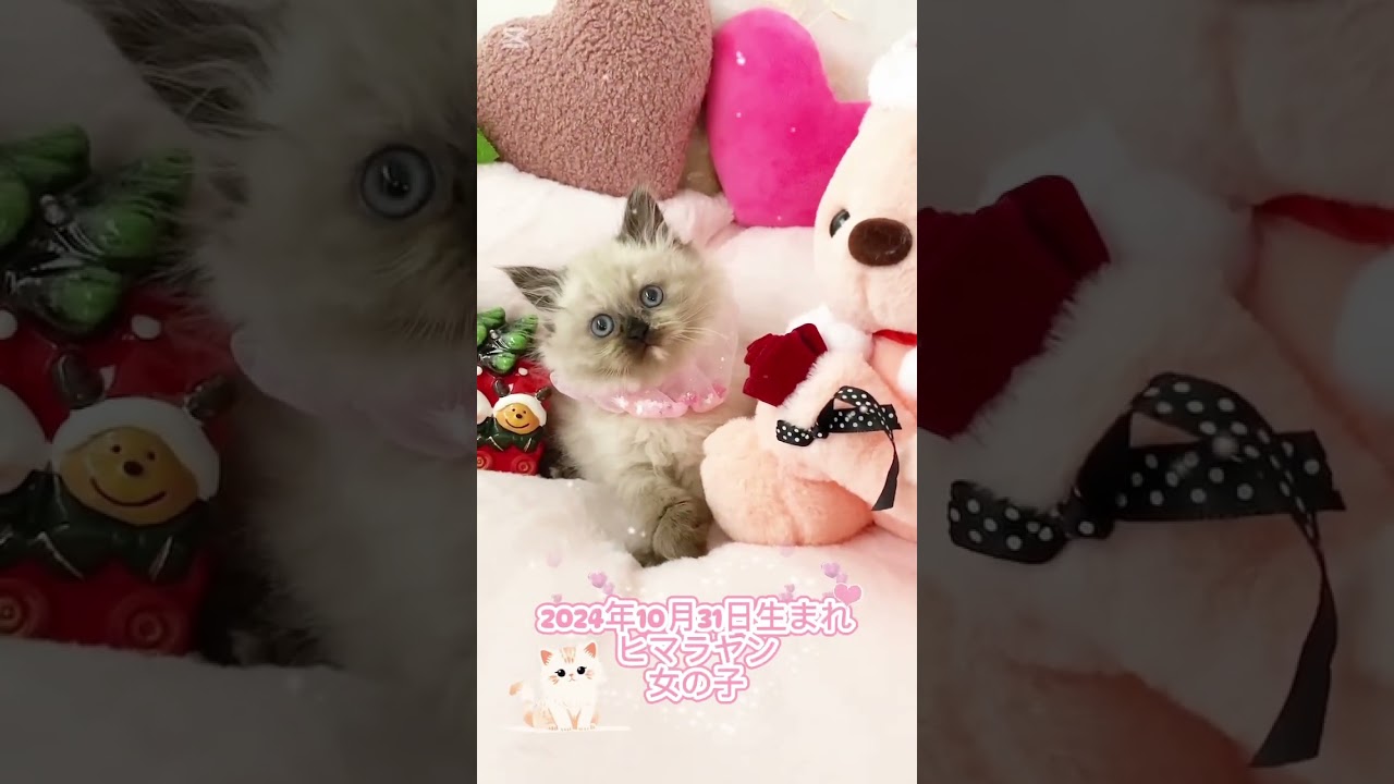 【予約販売開始】ヒマラヤン女の子♡