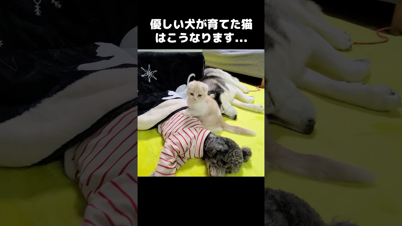 優しい犬に育てられた猫はこうなります...#猫 #犬