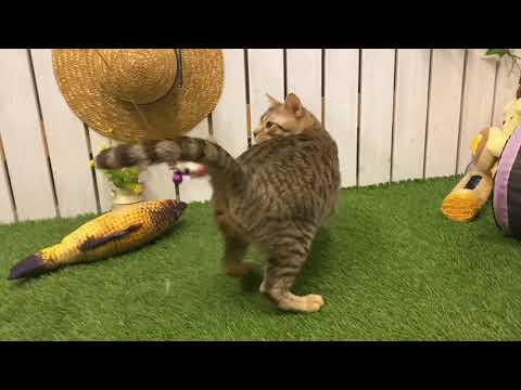 【ナナハチ’s ROOM】オシキャット☆チョコレートスポッテッドタビーの男の子　20210602