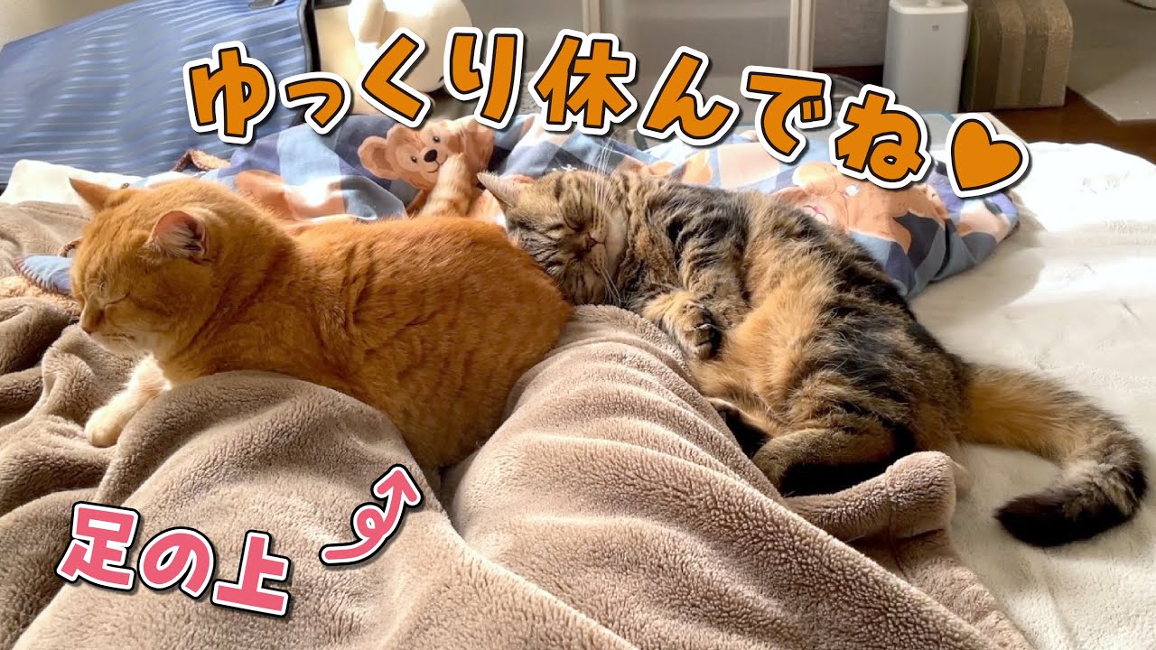 風邪をひいたママに優しく寄り添ってくれる愛猫たちが可愛すぎた！