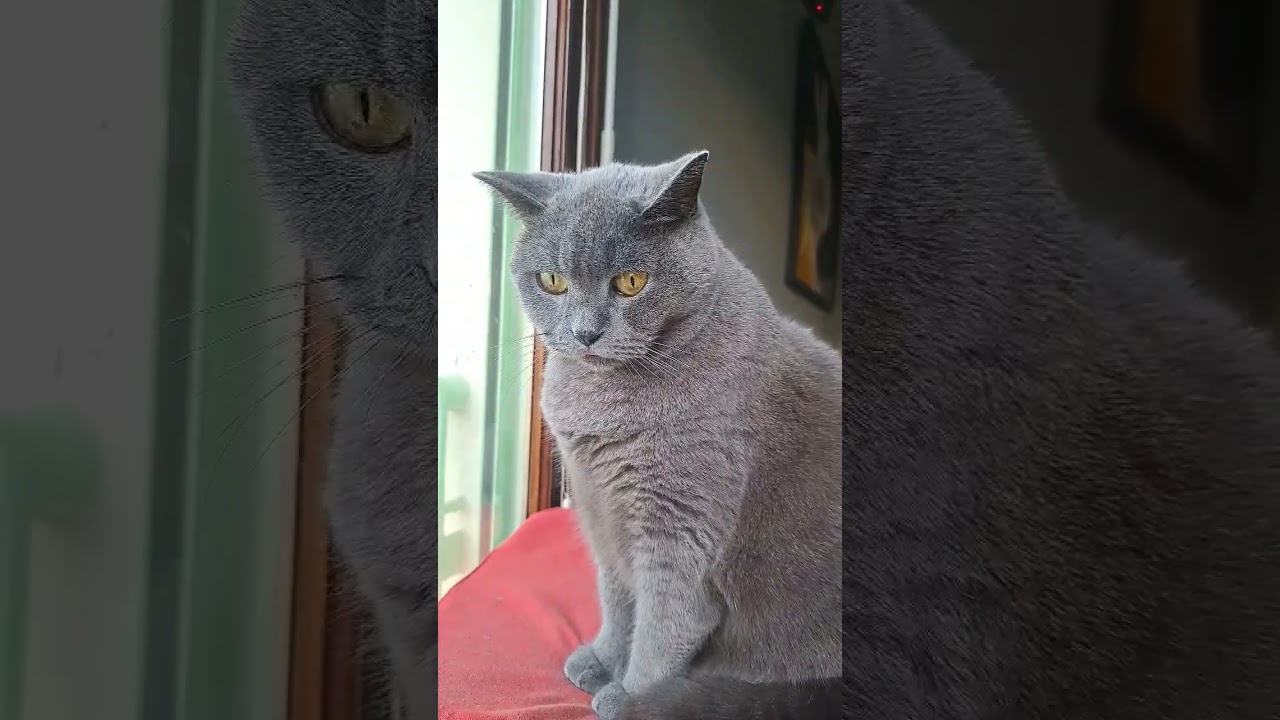 Beni regarde pensivement par la fenêtre.😻