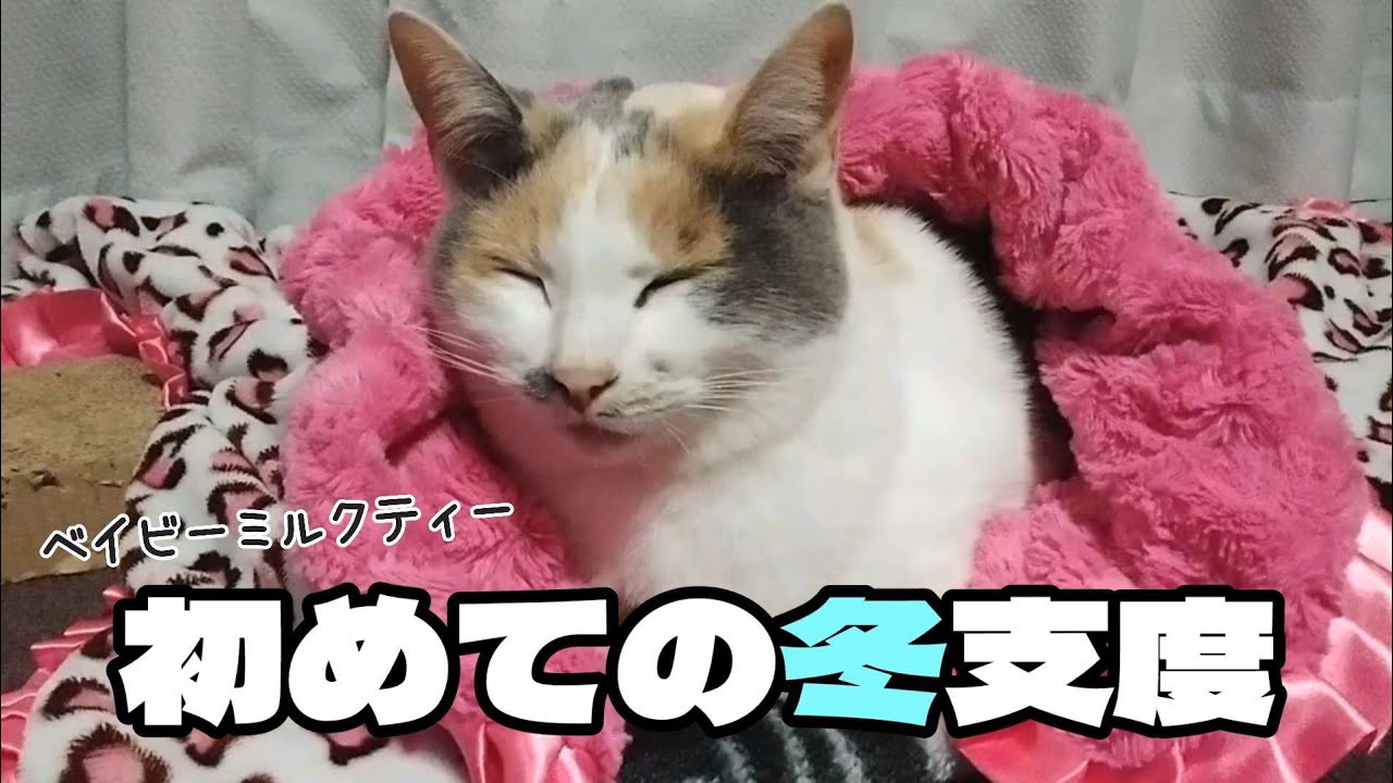 【１７.野良三毛猫が家族になるまで】母性が生まれた１１月、寒さ対策始めました。