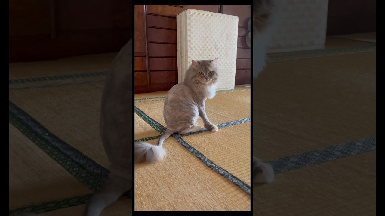 チョコンと座ってる可愛いライオンカット猫#サイベリアン #shorts