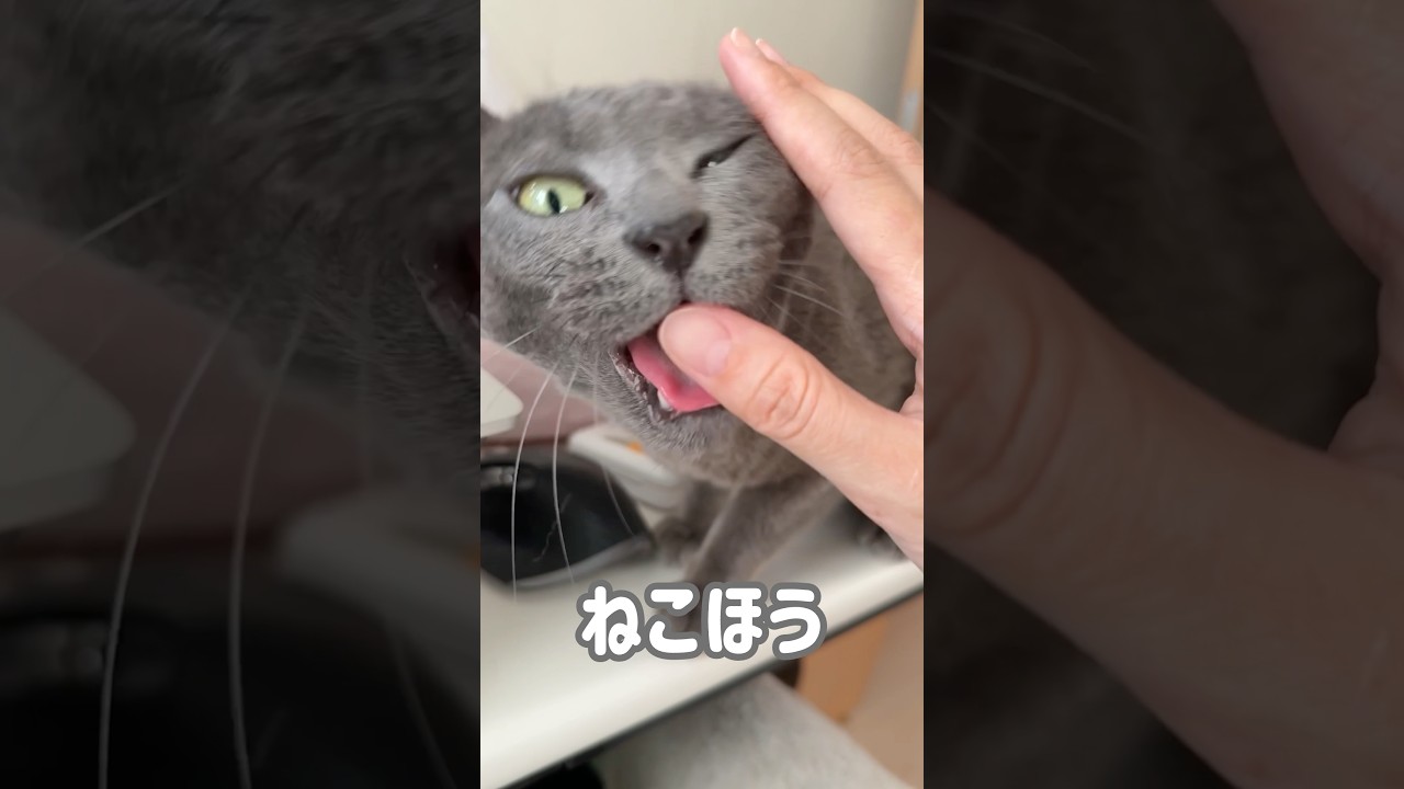 甘え方が独特すぎる猫w #shorts