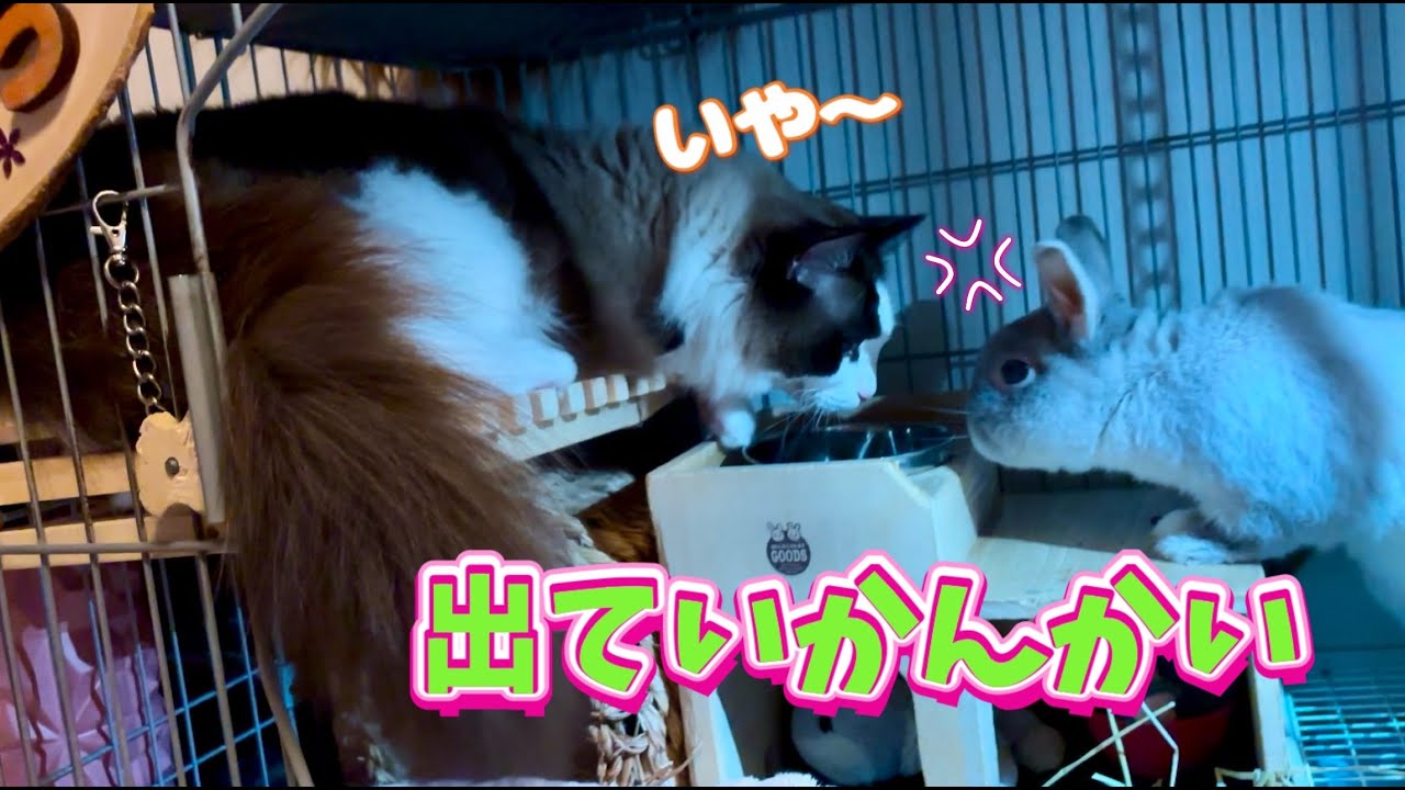 【でぶ猫VS高齢うさぎ】ケージに居座るラグドールにブチギレるシニアウサギ😈