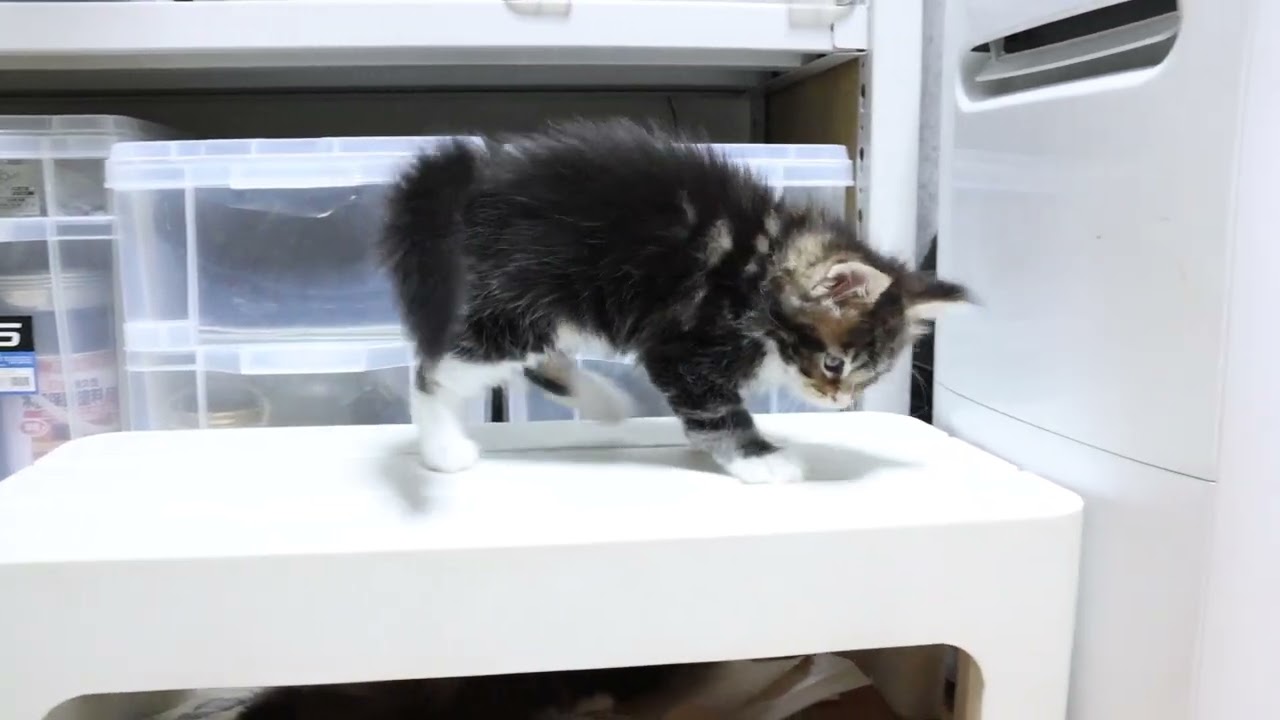 元気もりもりメインクーン子猫姉妹